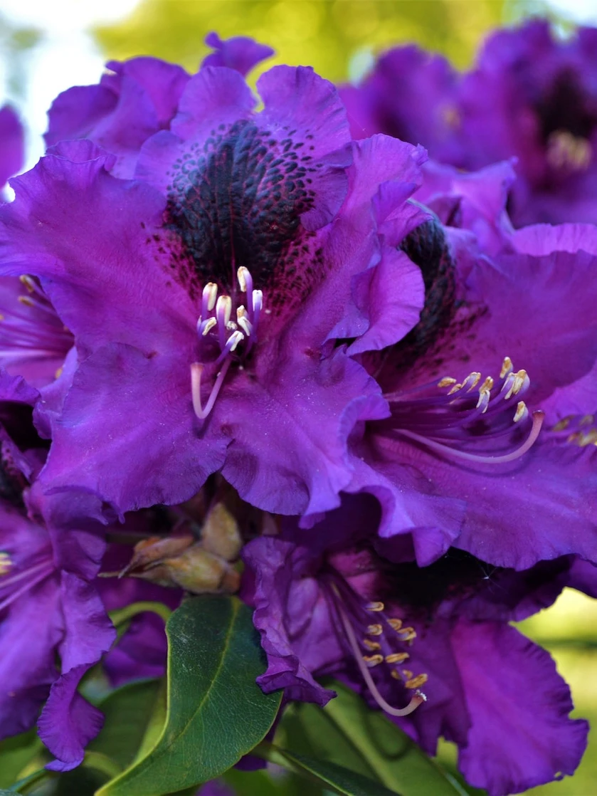 Purple Splendour